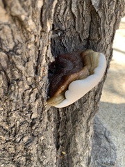 Ganoderma