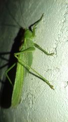 Tettigonia viridissima