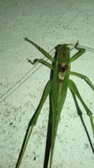 Tettigonia viridissima