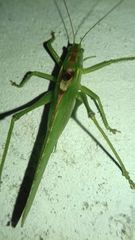 Tettigonia viridissima