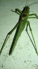 Tettigonia viridissima