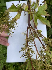 Filipendula ulmaria