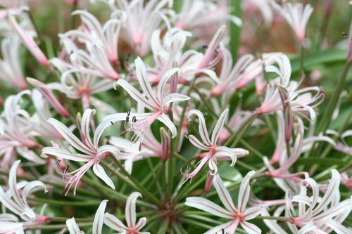 Nerine laticoma image