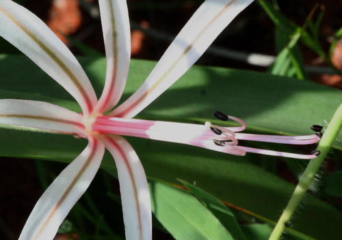 Amaryllidaceae image