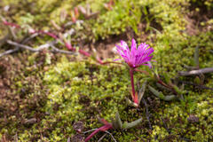 Cephalophyllum rostellum