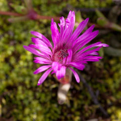 Cephalophyllum rostellum