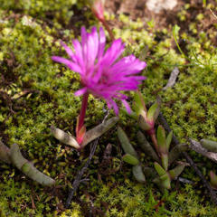 Cephalophyllum rostellum