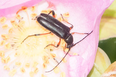 Grammoptera