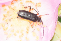 Grammoptera