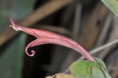 Dicliptera scutellata