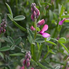 Indigofera sp-aff-platypoda