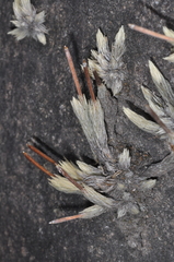 Tillandsia minutiflora