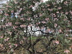 Arctostaphylos viscida