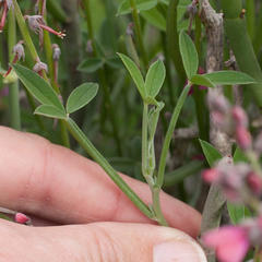 Indigofera sp-aff-platypoda