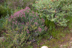 Indigofera sp-aff-platypoda