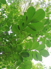 Piscidia carthagenensis