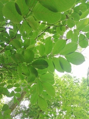 Piscidia carthagenensis