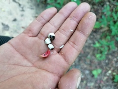 Lonchocarpus guatemalensis