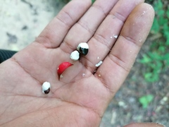 Lonchocarpus guatemalensis
