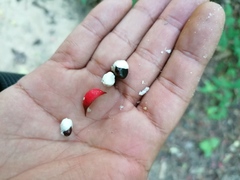 Lonchocarpus guatemalensis