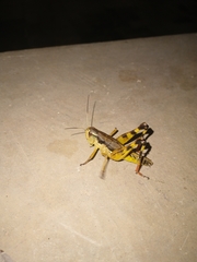 Boopedon flaviventris