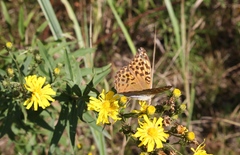 Argynnis paphia