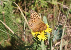 Argynnis paphia