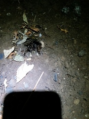 Aphonopelma seemanni