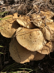 Pholiota