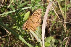 Argynnis paphia