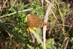 Argynnis paphia