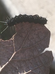 Alypiodes bimaculata