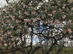 Arctostaphylos viscida