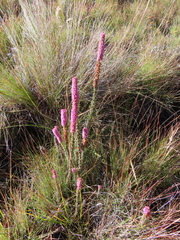 Erica alopecurus
