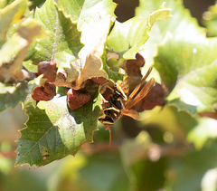 Disholandricus chrysolepidis