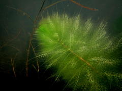 Utricularia stellaris