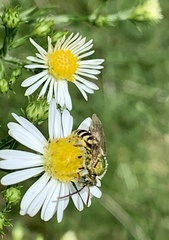 Agapostemon virescens