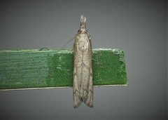 Agriphila tersellus