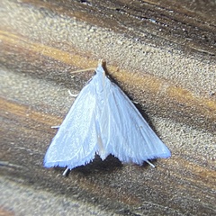 Leptosteges vestaliella