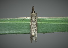 Agriphila tersellus
