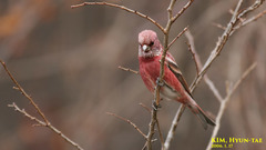 Carpodacus roseus