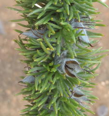 Aspalathus acanthes