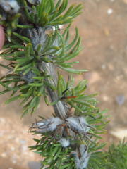 Aspalathus acanthes