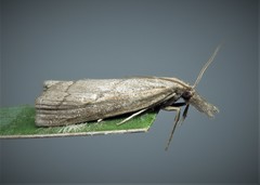 Agriphila tersellus