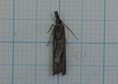 Agriphila tersellus