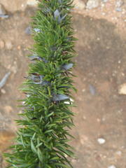 Aspalathus acanthes