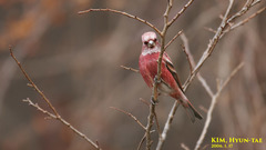 Carpodacus roseus