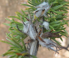 Aspalathus acanthes