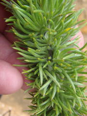 Aspalathus acanthes