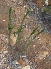 Aspalathus acanthes